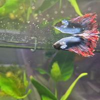 Betta