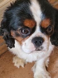 cavalier king  