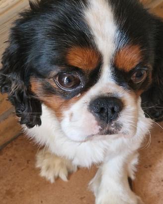 cavalier king  