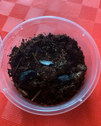 Collemboli tropicali