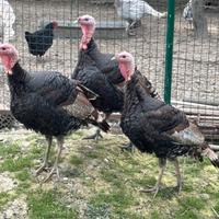 Coppia Tacchini nostrani