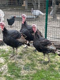 Coppia Tacchini nostrani