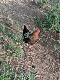 Galline razze Livornesi e Marans giovani