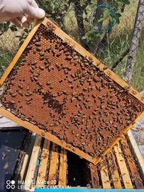 Az. Ag. La Valle delle api vendit. sciami