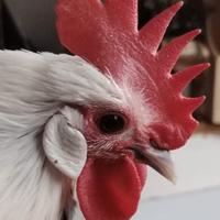 Gallo di pura razza honagadori