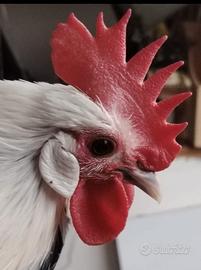 Gallo di pura razza honagadori