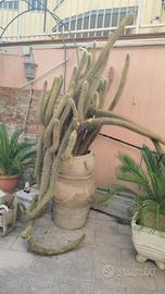 Piante Cycas