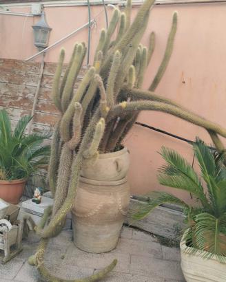 Piante Cycas