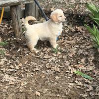 Cucciolotti golden retriever