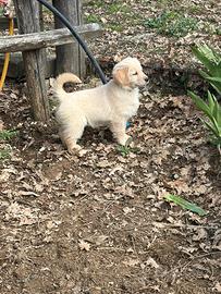 Cucciolotti golden retriever