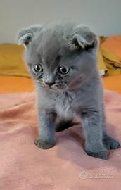 SCOTTISH FOLD E STRAIGHT 