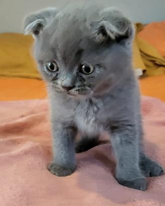 SCOTTISH FOLD E STRAIGHT 