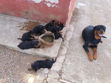 Rottweiler cuccioli