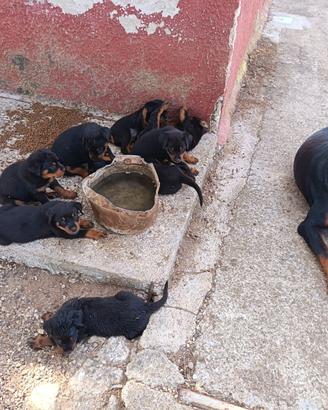 Rottweiler cuccioli