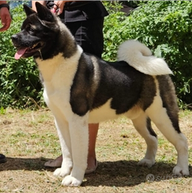 Akita Americano