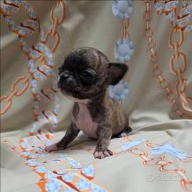 Piccoli chihuahua mini Toy