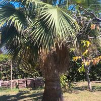 Palma da giardino grande 