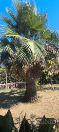 Palma da giardino grande 