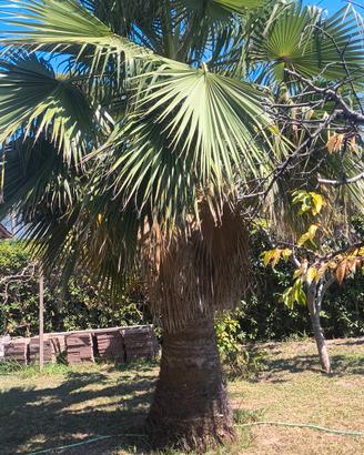 Palma da giardino grande 