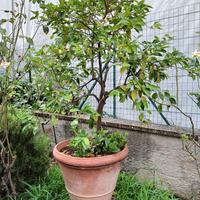 Limoni