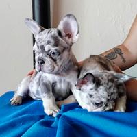 BULLDOG - BOULEDOGUE FRANCESE CUCCIOLI merle