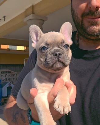 Bulldog francese