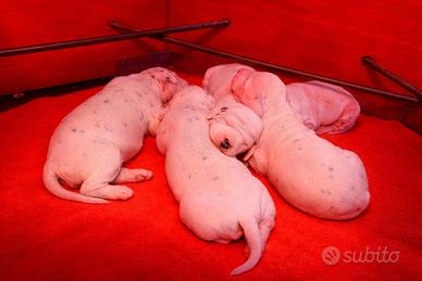 Dalmata con pedigree