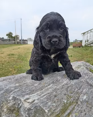 cuccioli di cocker 