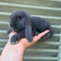 Coniglietti nani ariete + gabbie nuove