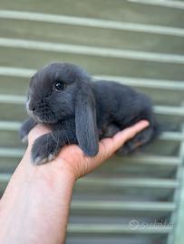 Coniglietti nani ariete + gabbie nuove