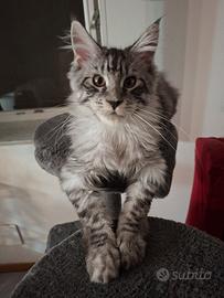 Main coon ultimo maschio alta genealogia 