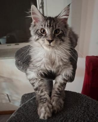 Main coon ultimo maschio alta genealogia 