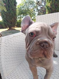 Cucciola bulldog francese esotico VELVET