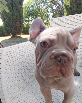 Cucciola bulldog francese esotico VELVET