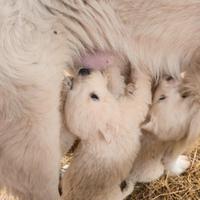 Cuccioli di Pastore Maremmano Abruzzese
