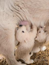Cuccioli di Pastore Maremmano Abruzzese