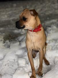 Canioglino incrocio chihuahua