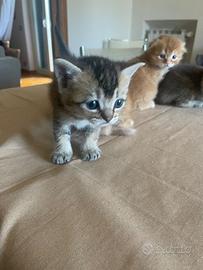 Gattini Scottish Fold e Stright 1 mese