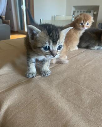 Gattini Scottish Fold e Stright 1 mese