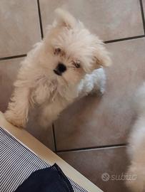 Maltese