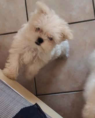 Maltese