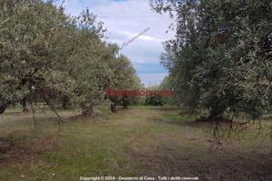 Terreno, Termini Imerese.