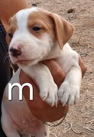 Cucciolo jack Russell terrier