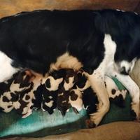 Cuccioli di Springer Spaniel Inglese