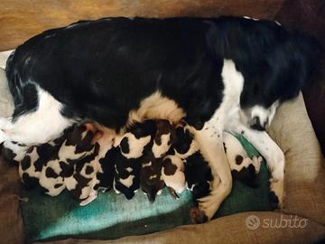 Cuccioli di Springer Spaniel Inglese