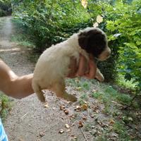 Cuccioli Lagotto Romagnolo con pedigree