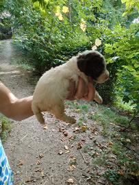 Cuccioli Lagotto Romagnolo con pedigree