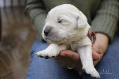 Cuccioli di Golden retriever