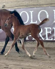 Puledra da salto italiana