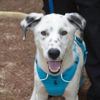 Spot taglia media 1 anno circa